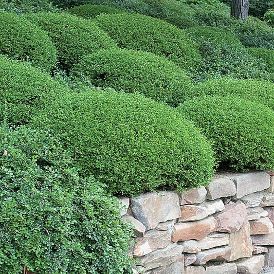 1 Gal. Winter Gem Boxwood Shrub